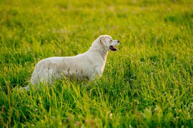 Sıcak altın saat ışığı altında bir yaz çayırında yürüyen dost canlısı melez köpek. Etkinlik, davranış ve doğa temaları için doğal ortam.