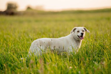Sıcak altın saat ışığı altında bir yaz çayırında yürüyen dost canlısı melez köpek. Etkinlik, davranış ve doğa temaları için doğal ortam.