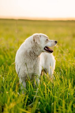Sıcak altın saat ışığı altında bir yaz çayırında yürüyen dost canlısı melez köpek. Etkinlik, davranış ve doğa temaları için doğal ortam.