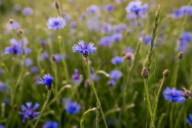 Vahşi çiçek (Centaurea siyanus) bir yaz çayırında çiçek açar. Şifalı, kozmetik ve yenilebilir bitkiler bitkisel ilaçlar, cilt bakımı ve doğal aşılarda kullanılır..