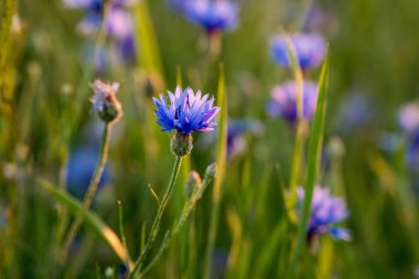 Vahşi çiçek (Centaurea siyanus) bir yaz çayırında çiçek açar. Şifalı, kozmetik ve yenilebilir bitkiler bitkisel ilaçlar, cilt bakımı ve doğal aşılarda kullanılır..