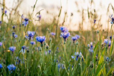 Vahşi çiçek (Centaurea siyanus) bir yaz çayırında çiçek açar. Şifalı, kozmetik ve yenilebilir bitkiler bitkisel ilaçlar, cilt bakımı ve doğal aşılarda kullanılır..