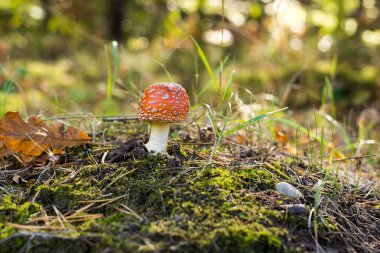 Ormanda tarım mantarı uçar, Amanita muscaria.