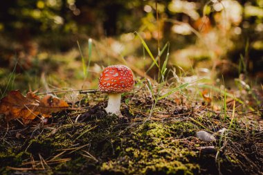 Ormanda tarım mantarı uçar, Amanita muscaria.