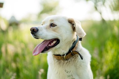 Güneşli bir yaz bahçesinde Labrador tipi bir köpek.