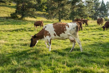 Yaz manzarasında çayırlarda otlayan inekler.