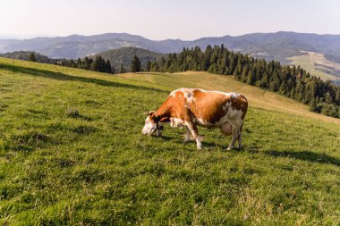 Yaz manzarasında çayırlarda otlayan inekler.