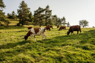Yaz manzarasında çayırlarda otlayan inekler.