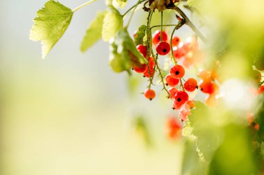 Doğal yaz bahçesinde yeşil yapraklı bir dalda yetişen taze kuşüzümü. Olgun organik meyve, sağlıklı yiyecek ve mevsimsel hasat konsepti.