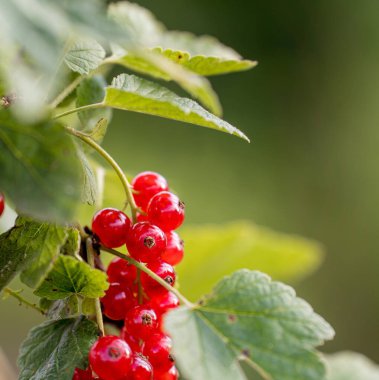 Doğal yaz bahçesinde yeşil yapraklı bir dalda yetişen taze kuşüzümü. Olgun organik meyve, sağlıklı yiyecek ve mevsimsel hasat konsepti.
