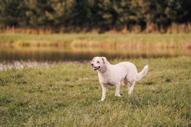 Labrador tipli mutlu melez köpek göl kenarında yürüyor ve dinleniyor. Çimen, su ve orman arka planıyla huzurlu bir ortam. Aktif yaşam tarzı kavramı köpek, evcil hayvan arkadaşlığı, açık hava eğlencesi ve sakin zaman.