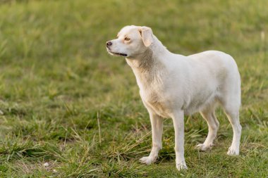 Labrador tipli mutlu melez köpek göl kenarında yürüyor ve dinleniyor. Çimen, su ve orman arka planıyla huzurlu bir ortam. Aktif yaşam tarzı kavramı köpek, evcil hayvan arkadaşlığı, açık hava eğlencesi ve sakin zaman.