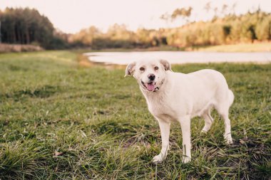 Labrador tipli mutlu melez köpek göl kenarında yürüyor ve dinleniyor. Çimen, su ve orman arka planıyla huzurlu bir ortam. Aktif yaşam tarzı kavramı köpek, evcil hayvan arkadaşlığı, açık hava eğlencesi ve sakin zaman.