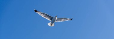 Açık mavi gökyüzüne karşı özgürce uçan tek bir martı. Özgürlüğü, seyahati ve açık alanı simgeleyen minimum doğa sahnesi.