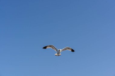 Açık mavi gökyüzüne karşı özgürce uçan tek bir martı. Özgürlüğü, seyahati ve açık alanı simgeleyen minimum doğa sahnesi.