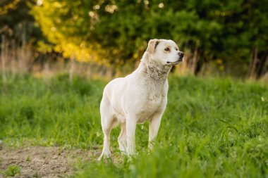 Altın saat boyunca yeşil tarlalarda özgürce dolaşan mutlu melez köpek. Özgürlüğü, doğayı, arkadaşlığı ve aktif kır yürüyüşünü gösteren açık hava yaşam sahnesi.