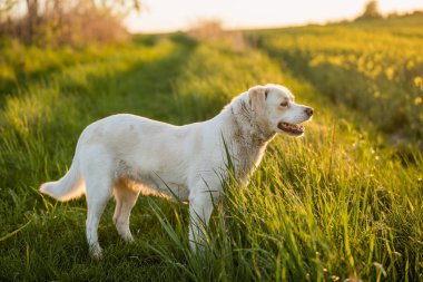 Altın saat boyunca yeşil tarlalarda özgürce dolaşan mutlu melez köpek. Özgürlüğü, doğayı, arkadaşlığı ve aktif kır yürüyüşünü gösteren açık hava yaşam sahnesi.