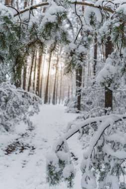 Sessiz bir kış ormanı sahnesinde yumuşak doğal ışıkla kaplı uzun çam ağaçları taze karla kaplı..