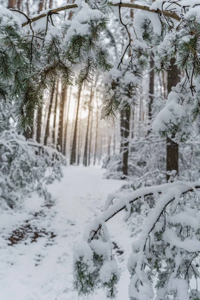 Sessiz bir kış ormanı sahnesinde yumuşak doğal ışıkla kaplı uzun çam ağaçları taze karla kaplı..