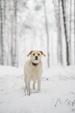 Ağaçlarla çevrili ve soğuk mevsimlik arka planda, kış boyunca derin bir ormanda karların üzerinde duran evcil köpek..
