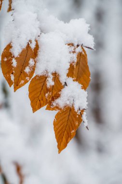 Taze karla kaplı ağaç dallarındaki sarı yaprakları kapatın, sonbahar ve kış arasında bir orman ortamında mevsimsel geçiş olduğunu gösterin..