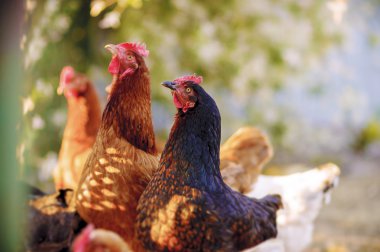Geleneksel serbest kümes hayvanları çiftçiliği