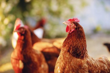 Geleneksel serbest kümes hayvanları çiftçiliği