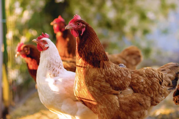 Traditionele pluimveehouderij met vrije uitloop — Stockfoto