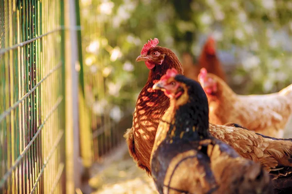 Traditionele pluimveehouderij met vrije uitloop — Stockfoto