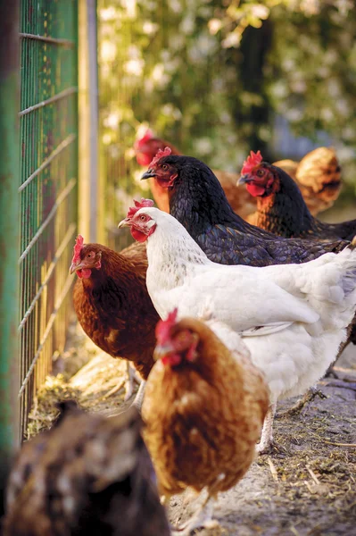 Geleneksel serbest kümes hayvanları çiftçiliği — Stok fotoğraf