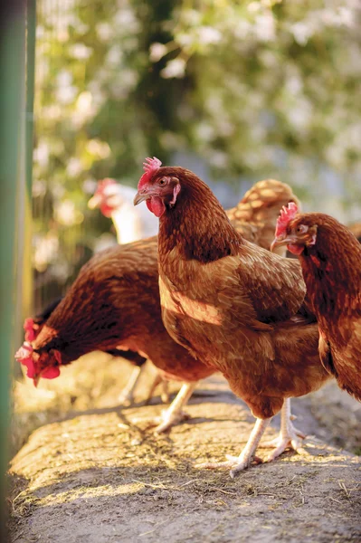 Geleneksel serbest kümes hayvanları çiftçiliği — Stok fotoğraf