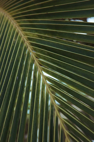 Palmblad. En närbild av ett träd. Kokospalm. Royaltyfria Stockbilder