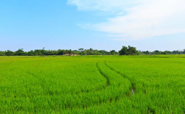 Pirinç doğal alan.