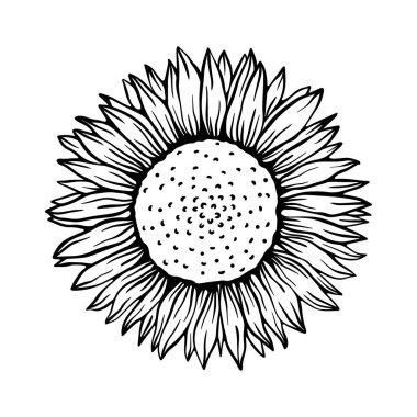 Ayçiçeği bitkisi. Beyaz arka planda izole edilmiş çiçek. Botanik çiçeği..