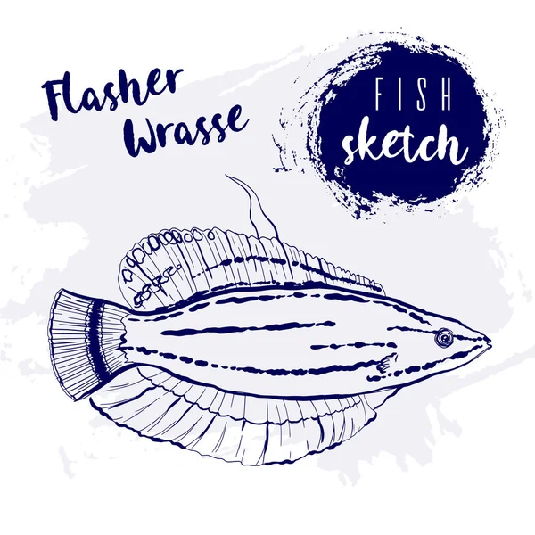 Vintage flasher wrasse fish marine sketch.Retro line style.Hand drawn underwater. — Stockvektor