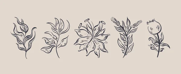 Planta naturaleza dibujado a mano conjunto. Elemento botánico floral.Elegante estilo vintage. Aislado en fondo blanco. — Vector de stock