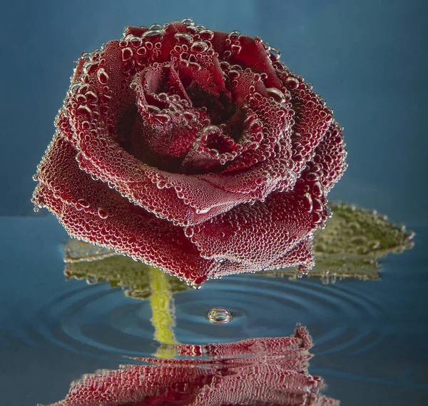 Red rose in water covered with air bubbles — Stock Photo, Image