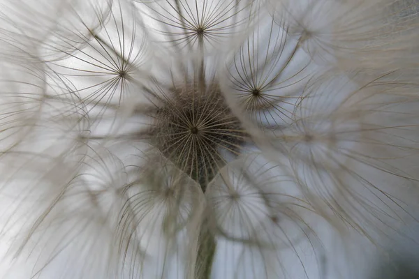 Pissenlit duveteux blanc fleur sur fond de ciel gris — Photo