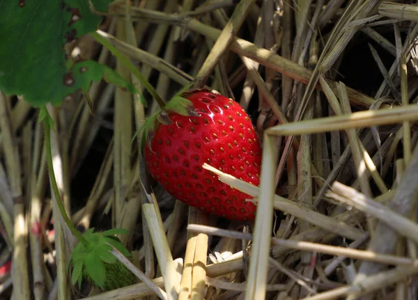 Ripe bright red strawberries growing in the garden bed — Stock Photo, Image