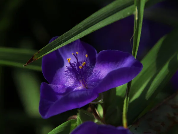 太陽の光で照らされたとても美しい紫色の花 — ストック写真