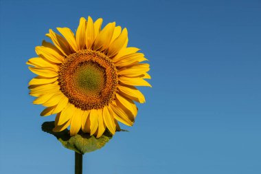 Mavi gökyüzüne karşı parlak sarı ayçiçeği