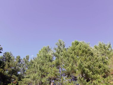 Sonbaharda doğanın güzel fotoğrafçılığı. Bazı meyveler, deniz kenarındaki uzun ağaçlar gri ve mavi gökyüzü.