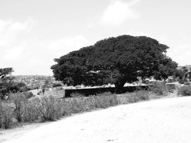 Tesseney, Eritre - 10 / 11 / 2020: Etiyopya 'nın bord yakınlarındaki köylerden manzaranın güzel fotoğrafları. Evcil hayvanlarla dolu eski çöl köyleri..