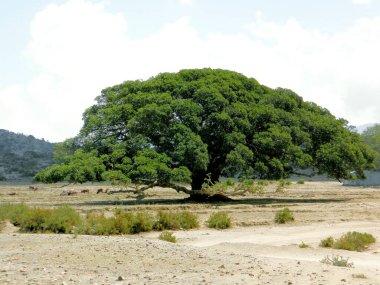 Tesseney, Eritre - 10 / 11 / 2020: Etiyopya 'nın bord yakınlarındaki köylerden manzaranın güzel fotoğrafları. Evcil hayvanlarla dolu eski çöl köyleri..