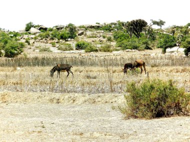 Tesseney, Eritre - 10 / 11 / 2020: Etiyopya 'nın bord yakınlarındaki köylerden manzaranın güzel fotoğrafları. Evcil hayvanlarla dolu eski çöl köyleri..