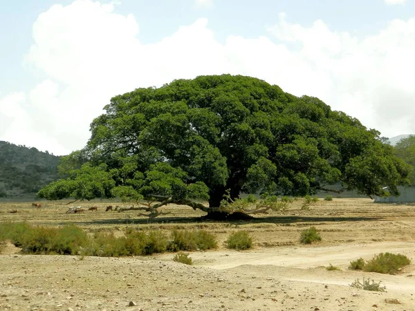 Tesseney, Eritre - 10 / 11 / 2020: Etiyopya 'nın bord yakınlarındaki köylerden manzaranın güzel fotoğrafları. Evcil hayvanlarla dolu eski çöl köyleri..