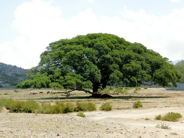 Tesseney, Eritrea - 10/11/2020: Beautiful photography of the landscape from the villages near the bord from Ethiopia. Old desert villages with some domestic animals.