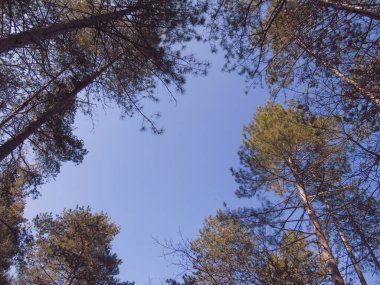 Dal ve yapraklar kuru bulutlu gökyüzü. Güzel doğa kavramı.