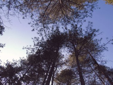 Dal ve yapraklar kuru bulutlu gökyüzü. Güzel doğa kavramı.