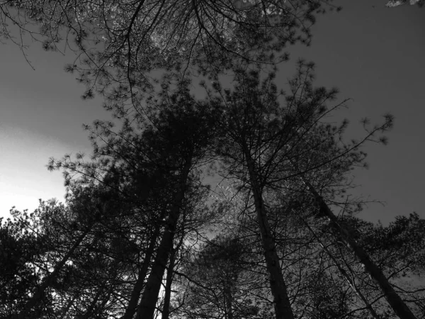 Kvistar Och Lämnar Torr Mulen Himmel Begreppet Vacker Natur — Stockfoto